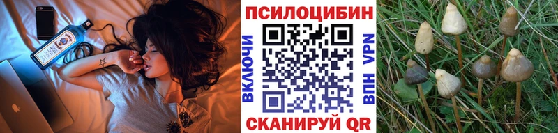 купить   Тавда  Галлюциногенные грибы Cubensis 